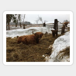 Scottish Highland Cattle Cow and Calf 1725 Sticker